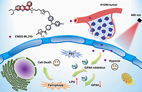 Graphical abstract: A GPX4-targeted photosensitizer to reverse hypoxia-induced inhibition of ferroptosis for non-small cell lung cancer therapy