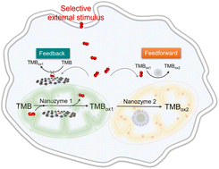 Graphical abstract: Cascade nanozymatic network mimicking cells with selective and linear perception of H2O2