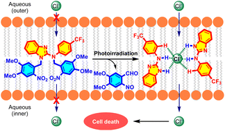 Graphical abstract: Photocontrolled activation of doubly o-nitrobenzyl-protected small molecule benzimidazoles leads to cancer cell death