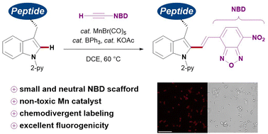 Graphical abstract: Late-stage peptide labeling with near-infrared fluorogenic nitrobenzodiazoles by manganese-catalyzed C–H activation