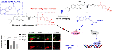 Graphical abstract: Photochemically controlled activation of STING by CAIX-targeting photocaged agonists to suppress tumor cell growth