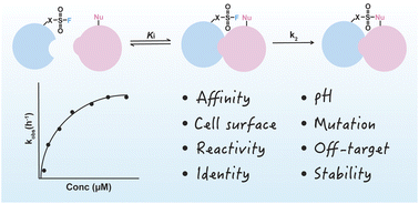 Graphical abstract: The proximity-enabled sulfur fluoride exchange reaction in the protein context