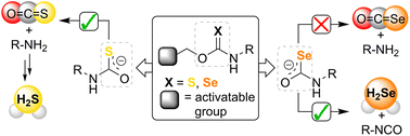 Graphical abstract: Direct hydrogen selenide (H2Se) release from activatable selenocarbamates