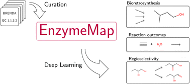 Graphical abstract: EnzymeMap: curation, validation and data-driven prediction of enzymatic reactions