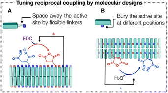 Graphical abstract: Design rules for reciprocal coupling in chemically fueled assembly