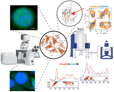 Graphical abstract: A high-field cellular DNP-supported solid-state NMR approach to study proteins with sub-cellular specificity