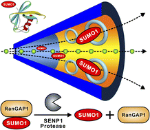 Graphical abstract: A highly sensitive nanochannel device for the detection of SUMO1 peptides