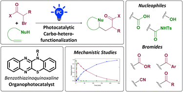 Graphical abstract: Organophotocatalytic carbo-heterofunctionalization of unactivated olefins with pendant nucleophiles