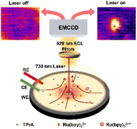 Graphical abstract: Site-selective heat boosting electrochemiluminescence for single cell imaging