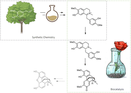 Graphical abstract: Concise synthesis of (R)-reticuline and (+)-salutaridine by combining early-stage organic synthesis and late-stage biocatalysis