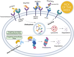 Graphical abstract: Opportunities and challenges of protein-based targeted protein degradation