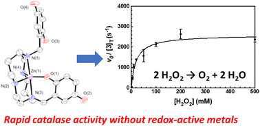 Graphical abstract: A macrocyclic quinol-containing ligand enables high catalase activity even with a redox-inactive metal at the expense of the ability to mimic superoxide dismutase