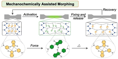 Graphical abstract: Mechanochemically assisted morphing of shape shifting polymers