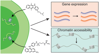 Graphical abstract: G4-DNA formation and chromatin remodelling are interdependent in human cells
