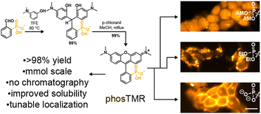 Graphical abstract: Mild and scalable synthesis of phosphonorhodamines