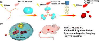 Graphical abstract: Conformationally confined three-armed supramolecular folding for boosting near-infrared biological imaging