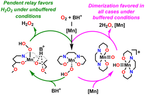 Graphical abstract: Controlling product selectivity during dioxygen reduction with Mn complexes using pendent proton donor relays and added base