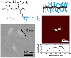 Graphical abstract: Water-soluble polyphosphonate-based bottlebrush copolymers via aqueous ring-opening metathesis polymerization