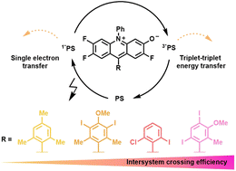Graphical abstract: Isoacridone dyes with parallel reactivity from both singlet and triplet excited states for biphotonic catalysis and upconversion