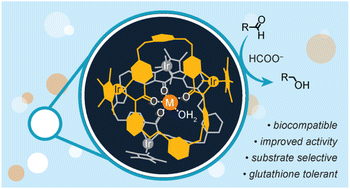 Graphical abstract: Lewis acid-driven self-assembly of diiridium macrocyclic catalysts imparts substrate selectivity and glutathione tolerance