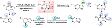 Graphical abstract: Calculation-assisted regioselective functionalization of the imidazo[1,2-a]pyrazine scaffold via zinc and magnesium organometallic intermediates