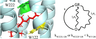 Graphical abstract: Impact of protein–chromophore interaction on the retinal excited state and photocycle of Gloeobacter rhodopsin: role of conserved tryptophan residues