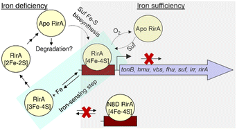 Graphical abstract: Stabilisation of the RirA [4Fe–4S] cluster results in loss of iron-sensing function