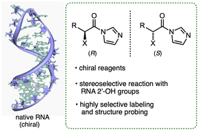 Graphical abstract: Stereoselective RNA reaction with chiral 2′-OH acylating agents