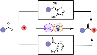 Graphical abstract: Recent advances in combining photo- and N-heterocyclic carbene catalysis