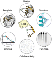 Graphical abstract: A recombinant approach for stapled peptide discovery yields inhibitors of the RAD51 recombinase