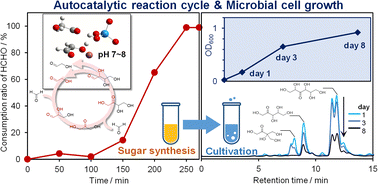 Graphical abstract: Construction of an autocatalytic reaction cycle in neutral medium for synthesis of life-sustaining sugars