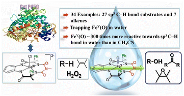 Graphical abstract: Highly regioselective oxidation of C–H bonds in water using hydrogen peroxide by a cytochrome P450 mimicking iron complex