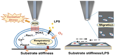 Graphical abstract: Matrix stiffness-dependent microglia activation in response to inflammatory cues: in situ investigation by scanning electrochemical microscopy