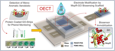 Graphical abstract: Ultrasensitive detection of aromatic water pollutants through protein immobilization driven organic electrochemical transistors