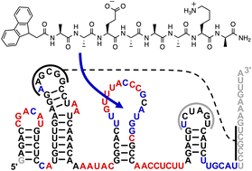 Graphical abstract: Peptide conjugates with polyaromatic hydrocarbons can benefit the activity of catalytic RNAs