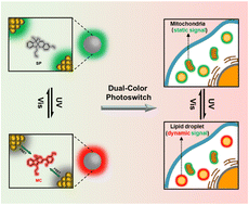 Graphical abstract: Ligand-protected nanocluster-mediated photoswitchable fluorescent nanoprobes towards dual-color cellular imaging