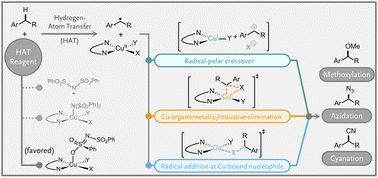 Graphical abstract: Mechanistic insights into radical formation and functionalization in copper/N-fluorobenzenesulfonimide radical-relay reactions