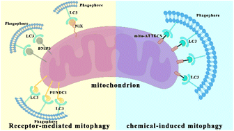 Graphical abstract: Targeting mitochondrial degradation by chimeric autophagy-tethering compounds