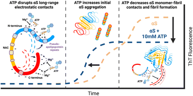 Graphical abstract: Toward a molecular mechanism for the interaction of ATP with alpha-synuclein