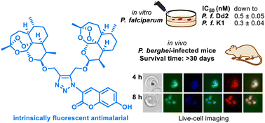 Graphical abstract: Autofluorescent antimalarials by hybridization of artemisinin and coumarin: in vitro/in vivo studies and live-cell imaging