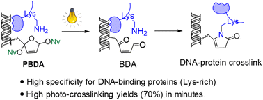Graphical abstract: Photo-caged 2-butene-1,4-dial as an efficient, target-specific photo-crosslinker for covalent trapping of DNA-binding proteins