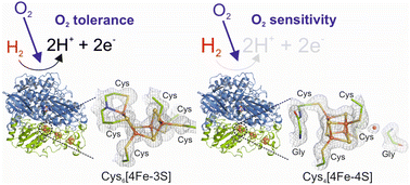Graphical abstract: Stepwise conversion of the Cys6[4Fe–3S] to a Cys4[4Fe–4S] cluster and its impact on the oxygen tolerance of [NiFe]-hydrogenase