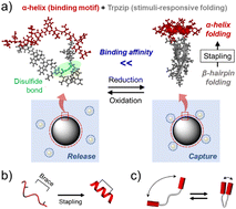 Graphical abstract: Modulating the folding and binding of peptides using a stimuli-responsive molecular tweezer