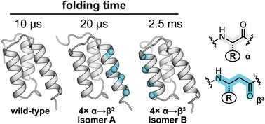 Graphical abstract: Effects of altered backbone composition on the folding kinetics and mechanism of an ultrafast-folding protein
