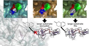 Graphical abstract: Rational design of a cyclohexanone dehydrogenase for enhanced α,β-desaturation and substrate specificity