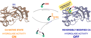 Graphical abstract: Supramolecular multivalency effects enhance imine formation in aqueous medium allowing for dynamic modification of enzymatic activity