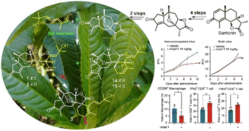 Graphical abstract: Unprecedented sesterterpenoids, orientanoids A–C: discovery, bioinspired total synthesis and antitumor immunity