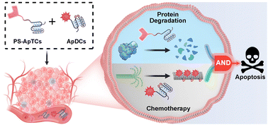 Graphical abstract: Cooperatively designed aptamer-PROTACs for spatioselective degradation of nucleocytoplasmic shuttling protein for enhanced combinational therapy