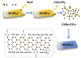 Graphical abstract: Covalent inorganic complexes enabled zinc blende to wurtzite phase changes in CdSe nanoplatelets