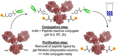 Graphical abstract: Site-selective template-directed synthesis of antibody Fc conjugates with concomitant ligand release